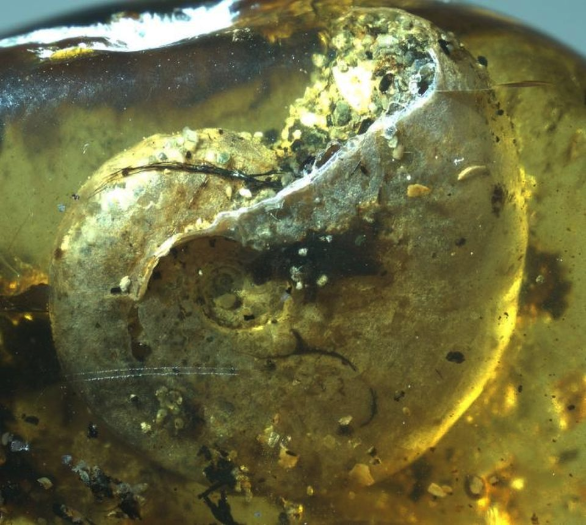 Ammonite in amber A close up of an ammonite trapped within the amber