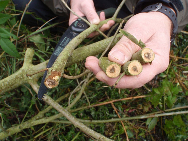 Lesion staining on the branches of an ash tree