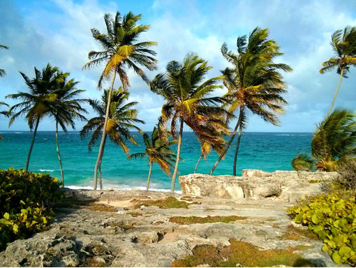 Barbados beach - Credit: Kiron Neale A rocky beach in Barbados, with palm trees and a blue sea in the background