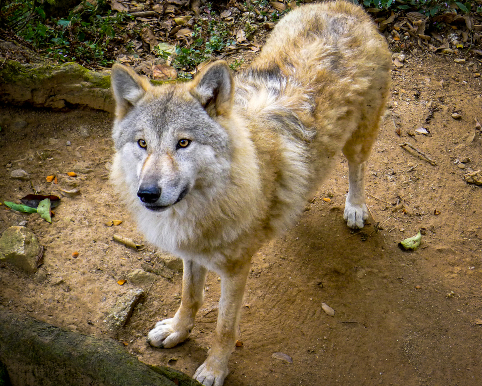 HIMALAYAN WOLF DISCOVERED TO BE A UNIQUE WOLF | Oxford Alumni