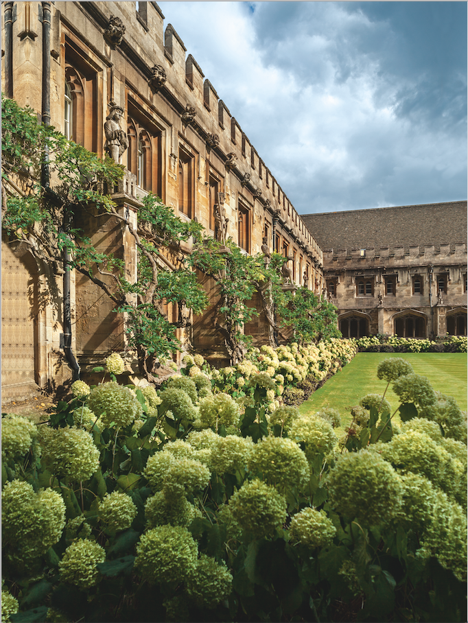 The cloister of Magdalen College, with hydrangeas in the foreground, and wisteria growing on the building behind