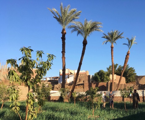 An African farm with grass and palm trees in the foreground, with buildings behind, beneath a clear blue sky