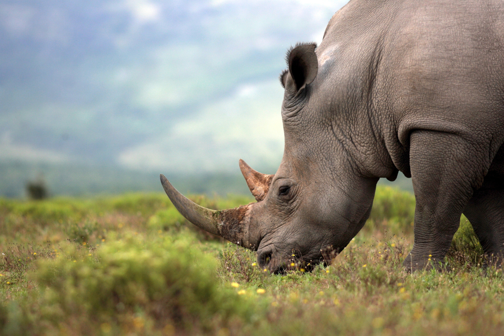 Fake rhino horn will not curb poaching