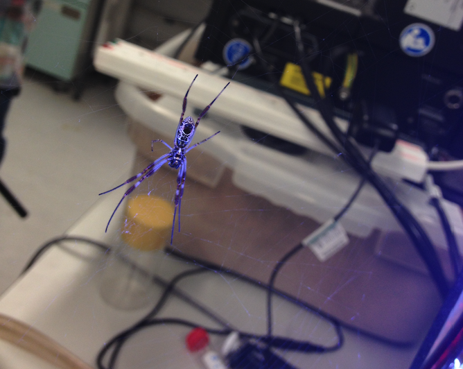 Spider silk - Credit: University of Oxford/Richard Lofthouse A spider on its web, within the Department of Zoology labs