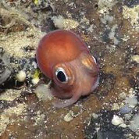 A juvenile of an unidentified species of octopus