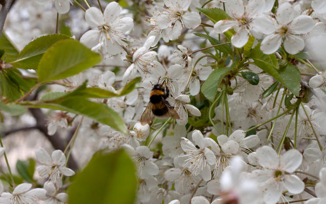 A Bee on a Flowering cherry tree
