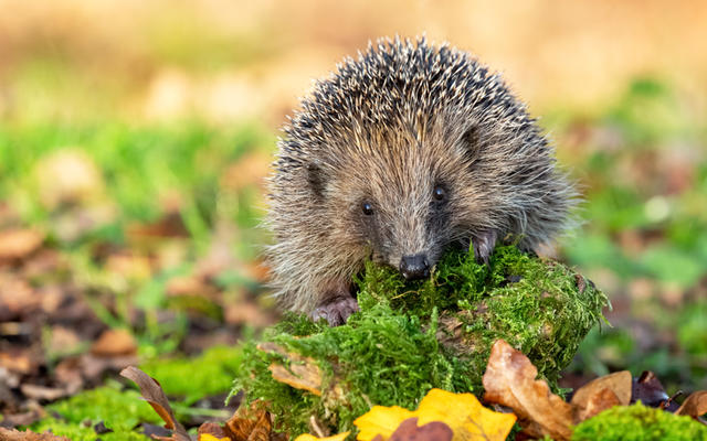 Picture of a hedgehog