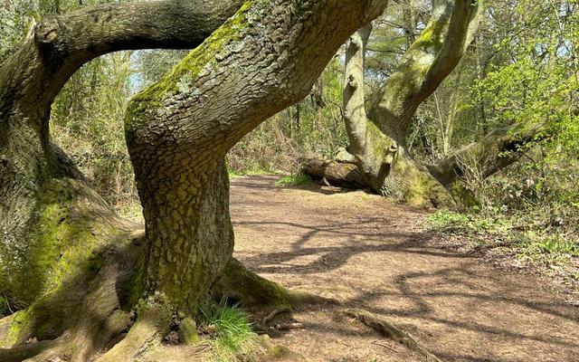 Twisted trees in Shotover Park, April 2023