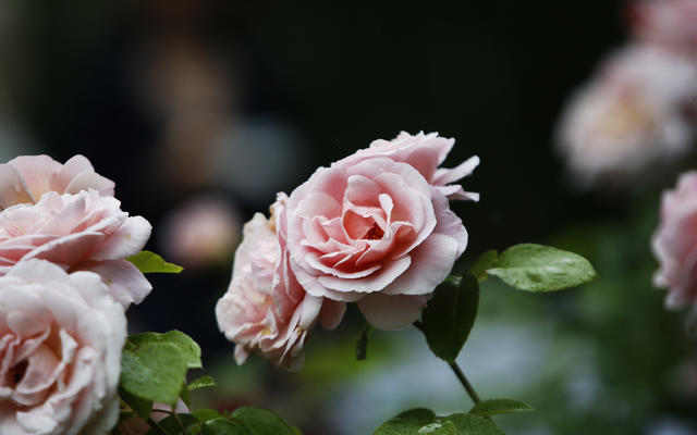 The new Oxford Physic Rose to celebrate 400 years of the Gardens