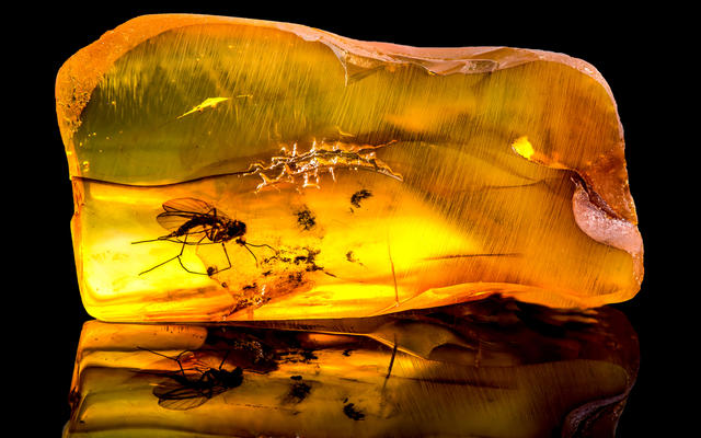 A lump of Baltic amber containing a trapped mosquito