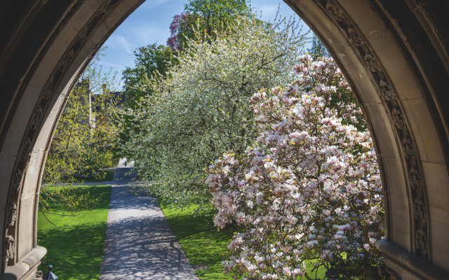 A view through an archway of two trees in blossom