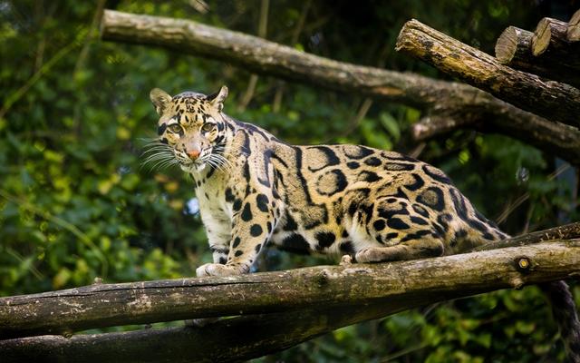 A clouded leopard stood on a branch