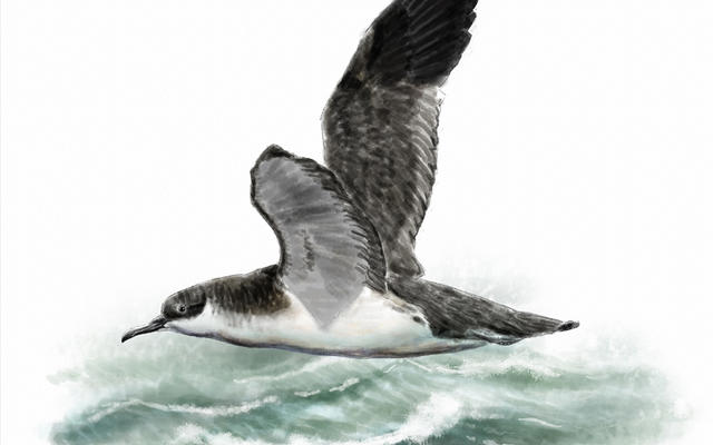 Illustration of a Manx shearwater seabird
