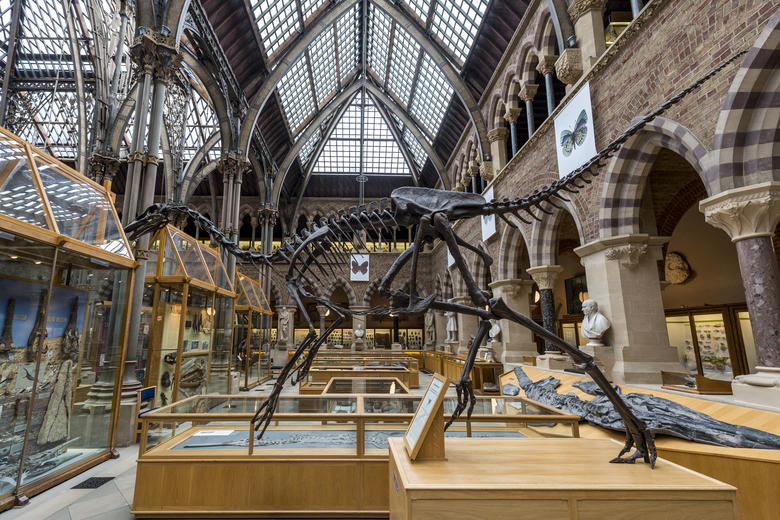 A dinosaur sekelton in the Natural History Museum, Oxford