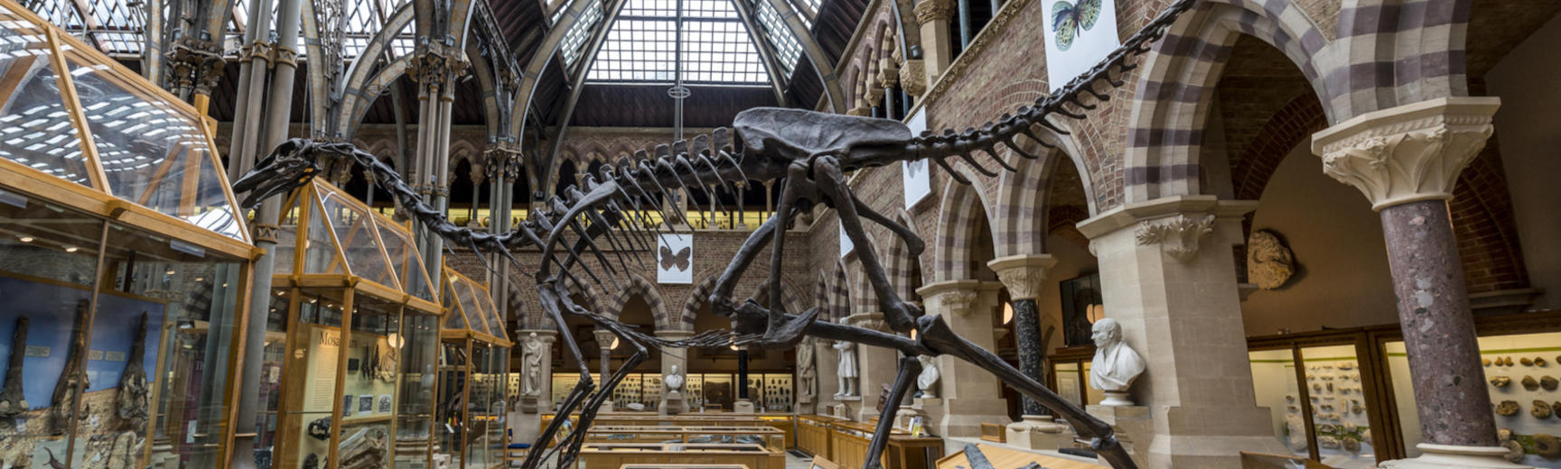 A dinosaur sekelton in the Natural History Museum, Oxford