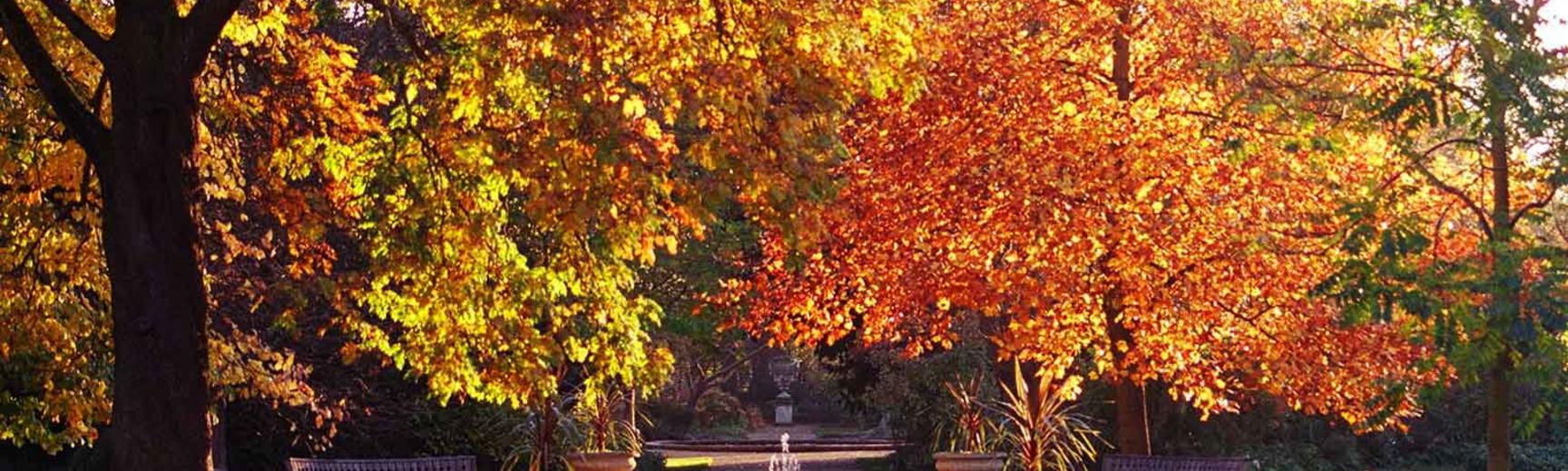 oxford botanic garden in autumn