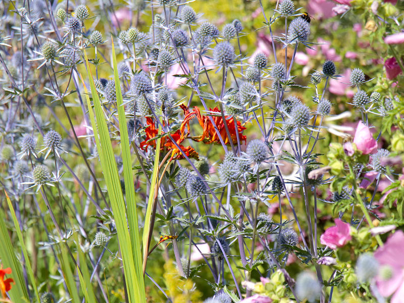 Wild nature flowers at the Botanic Gardens