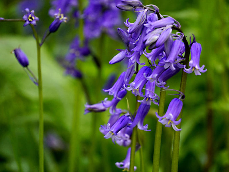 Detailed shot of bluebells in a wood CREDIT Shutterstock