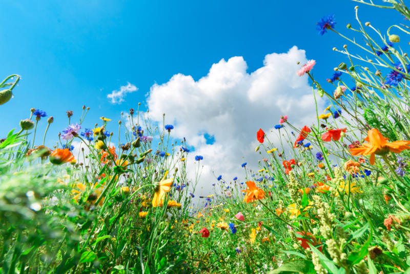 Photo of diverse colourful flowers against a blue sky