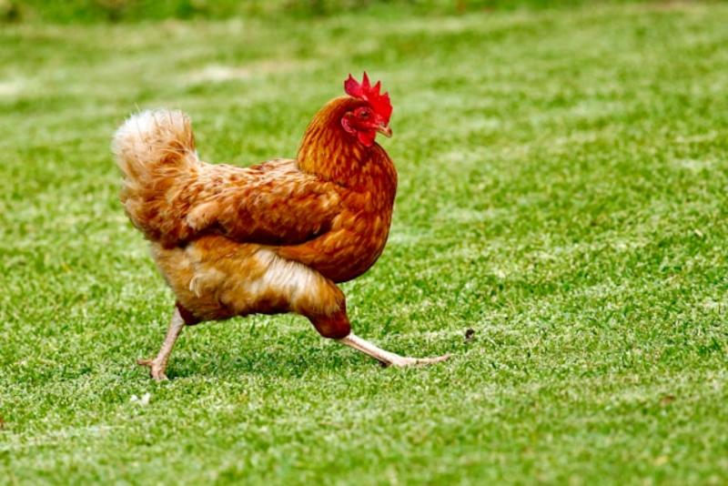 A chicken runs across grass