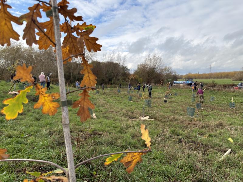 Bear Wood, pictured on the day of the planting, 7 November 2025