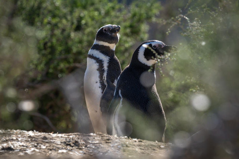 Pair of penguins 