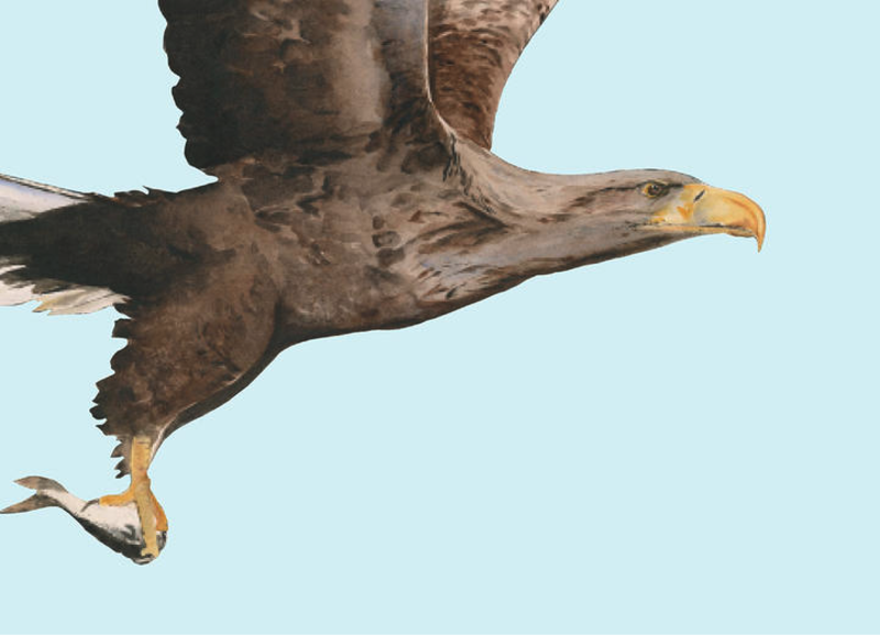 Golden eagle flying against a pale blue sky