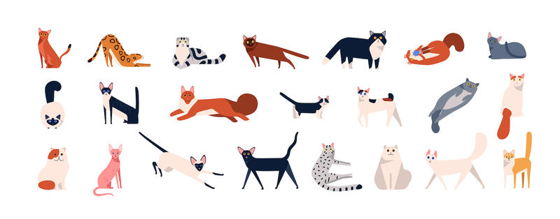 A selection of cats