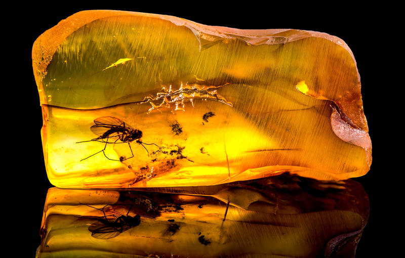 A lump of Baltic amber containing a trapped mosquito