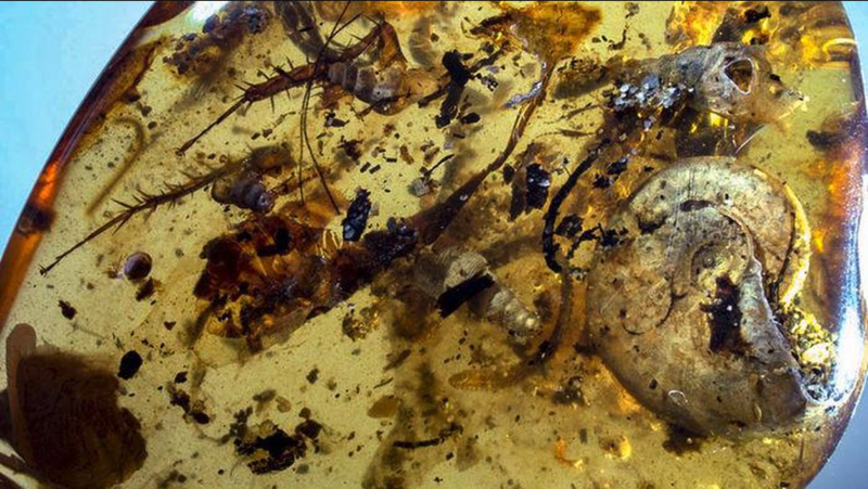 A piece of Burmese amber with the ammonite amongst the items trapped within it