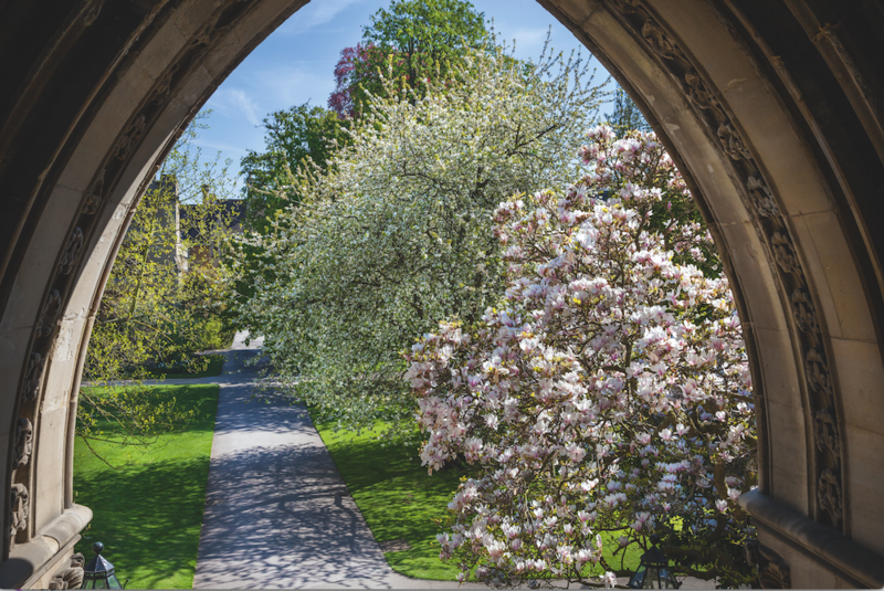 A view through an archway of two trees in blossom