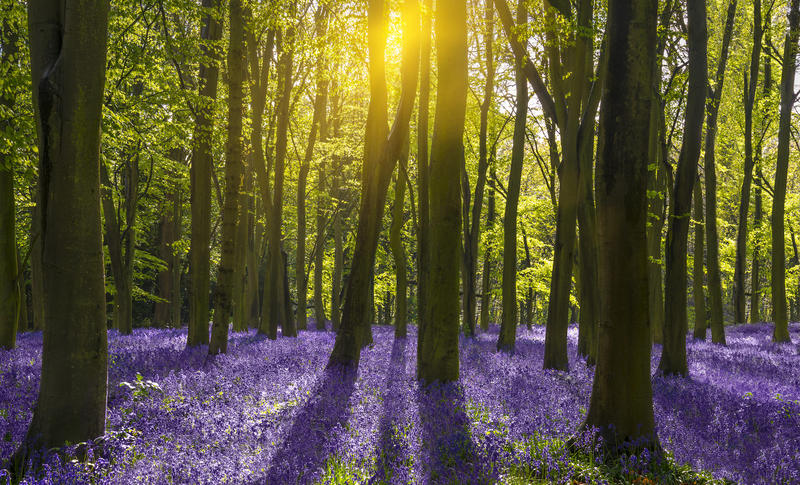 A wooded area, carpeted with bluebells