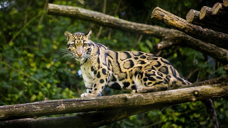 A clouded leopard stood on a branch