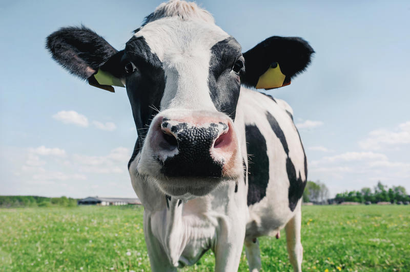 Close up portrait of a cow
