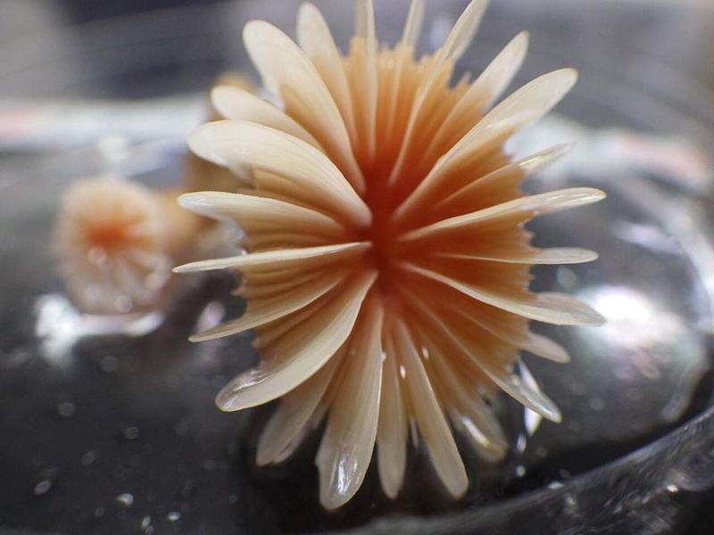 A Desmophyllum dianthus solitary coral