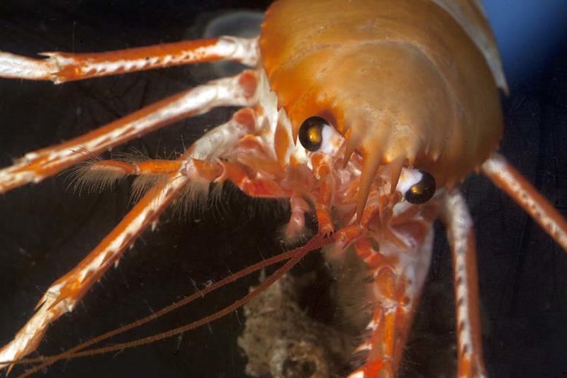 An Eumunida squat lobster