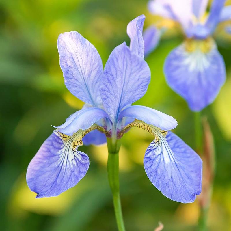 A close up picture of a blue flower