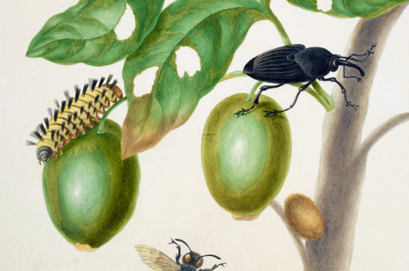 A watercolour of a branch of Genipapo with a South American Palm Weevil, Euglossine Bee (partly seen), and Flannel Moth Caterpillar on it
