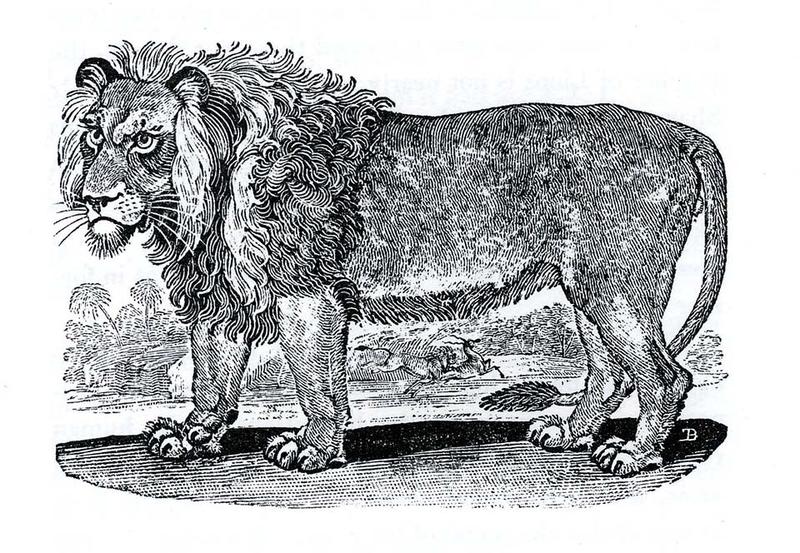 A drawing of a lion