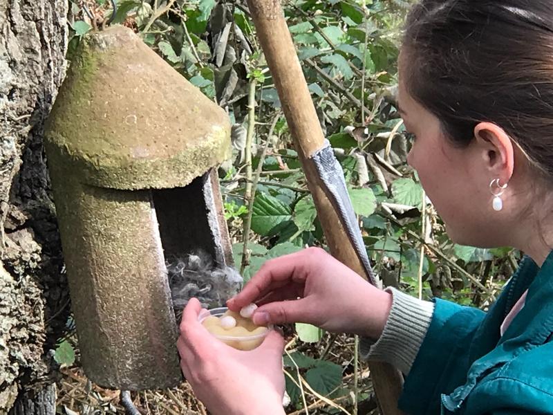 A Wytham researcher checks one of hundreds of nesting boxes for eggs in March 2022