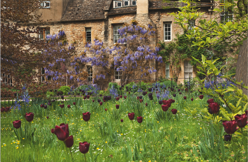 Tulips growing in a lawn, with wisteria-clad cottages in the background