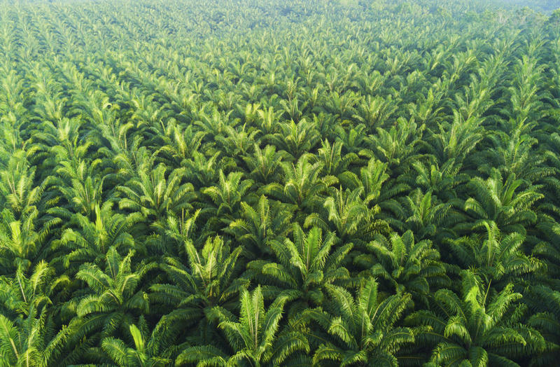 An aerial view of a vast palm plantation