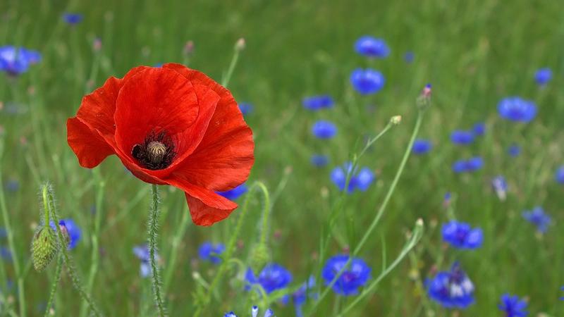 A poppy in a field, surrounded by smaller blue flowers