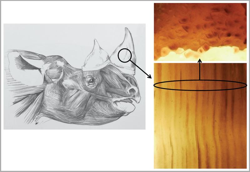 A drawing of the head of a black rhino, with a close-up drawing of slivers of its horn