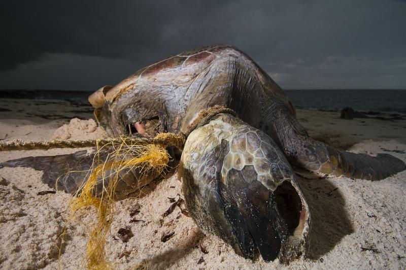 A dead turtle on a beach, with a rope around its neck