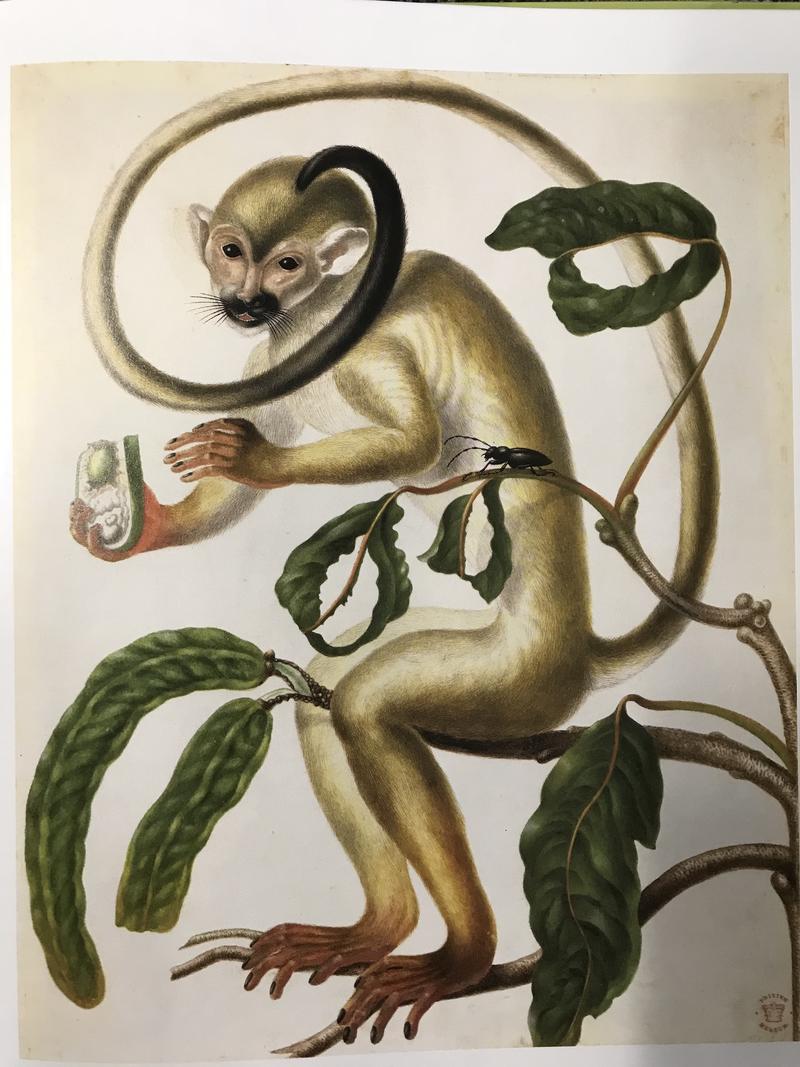 A painting of a Shimbillo Tree with a Squirrel Monkey