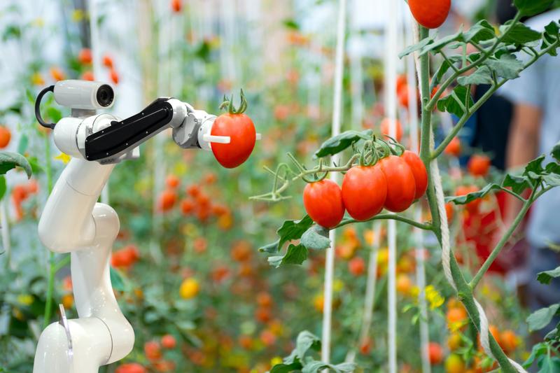 AI robot tomatoes shutterstock