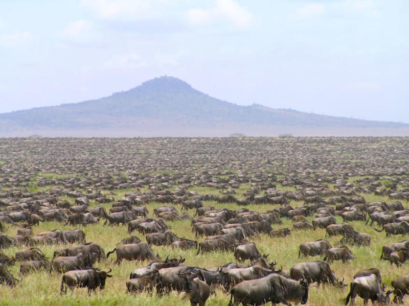 Wildebeest migration, Seronera, Tanzania, June 2004 