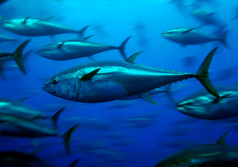 A shoal of yellow fin tuna