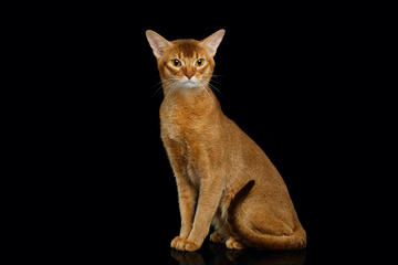 An Abyssinian Cat